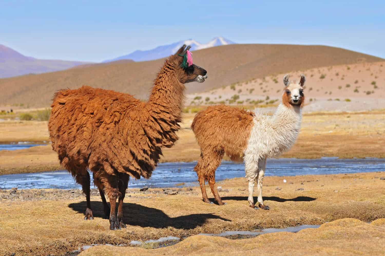 Bolivia, Llama, Female Llama with her Male Cria.
