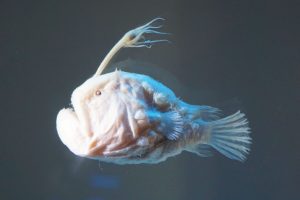 Preserved deep sea fish called Anglerfish