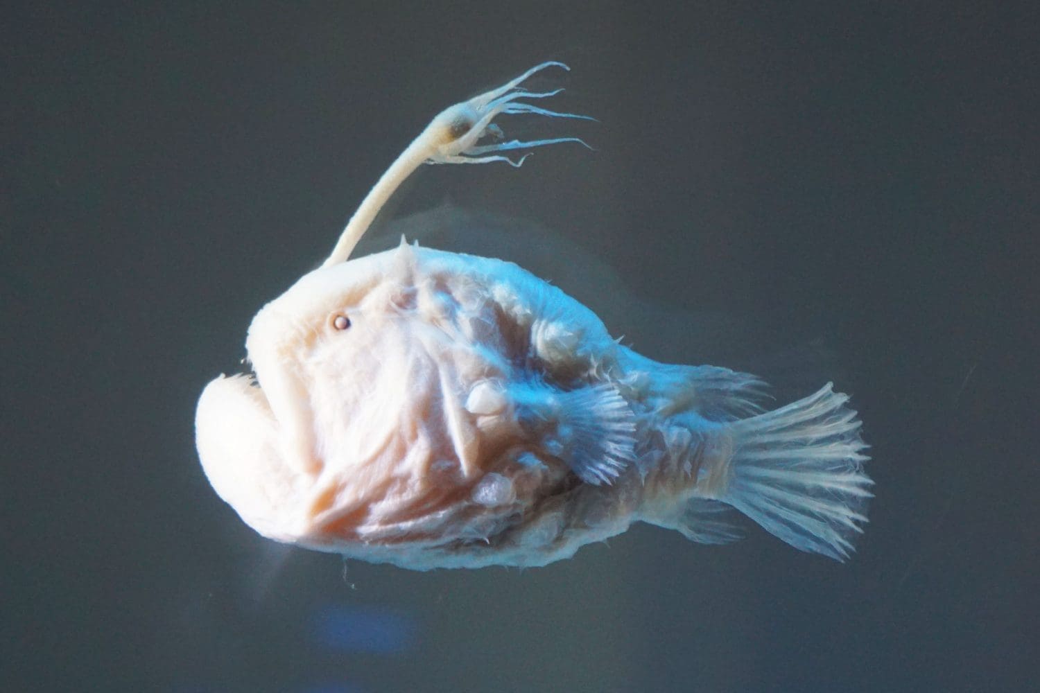 Preserved deep sea fish called Anglerfish