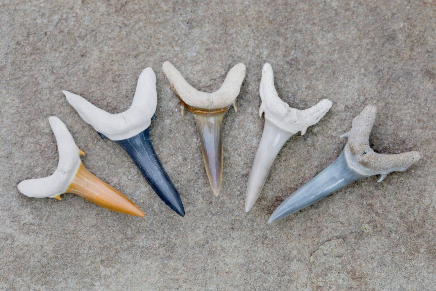 A Collection of Prehistoric Colorful Fossilized Sand Tiger Shark Teeth