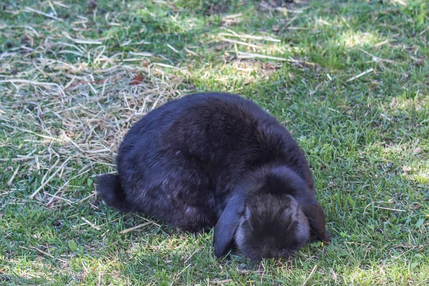Black Cashmere Lop rabbit
