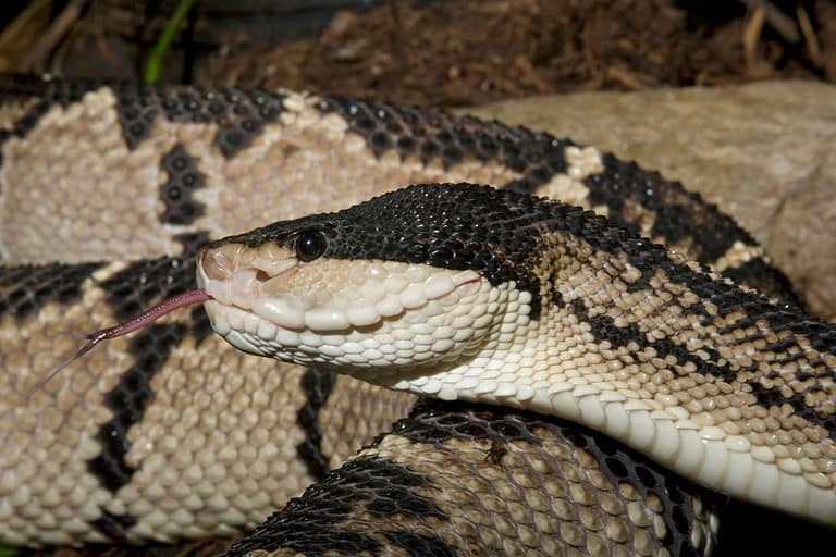 Venomous Black-headed Bushmaster (Lachesis melanocephala)