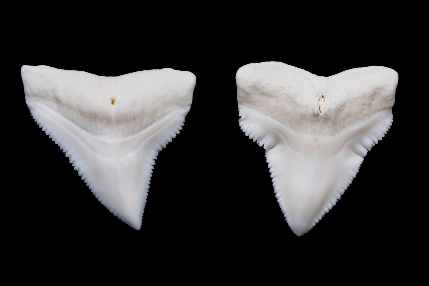 Two Modern Bull Shark Teeth (Regular and Pathological)