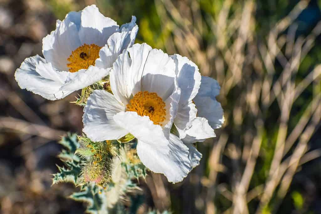 Close up of Prickly Poppy (Argemone munita) growing in the Panamint Range, Death Valley National Park, California