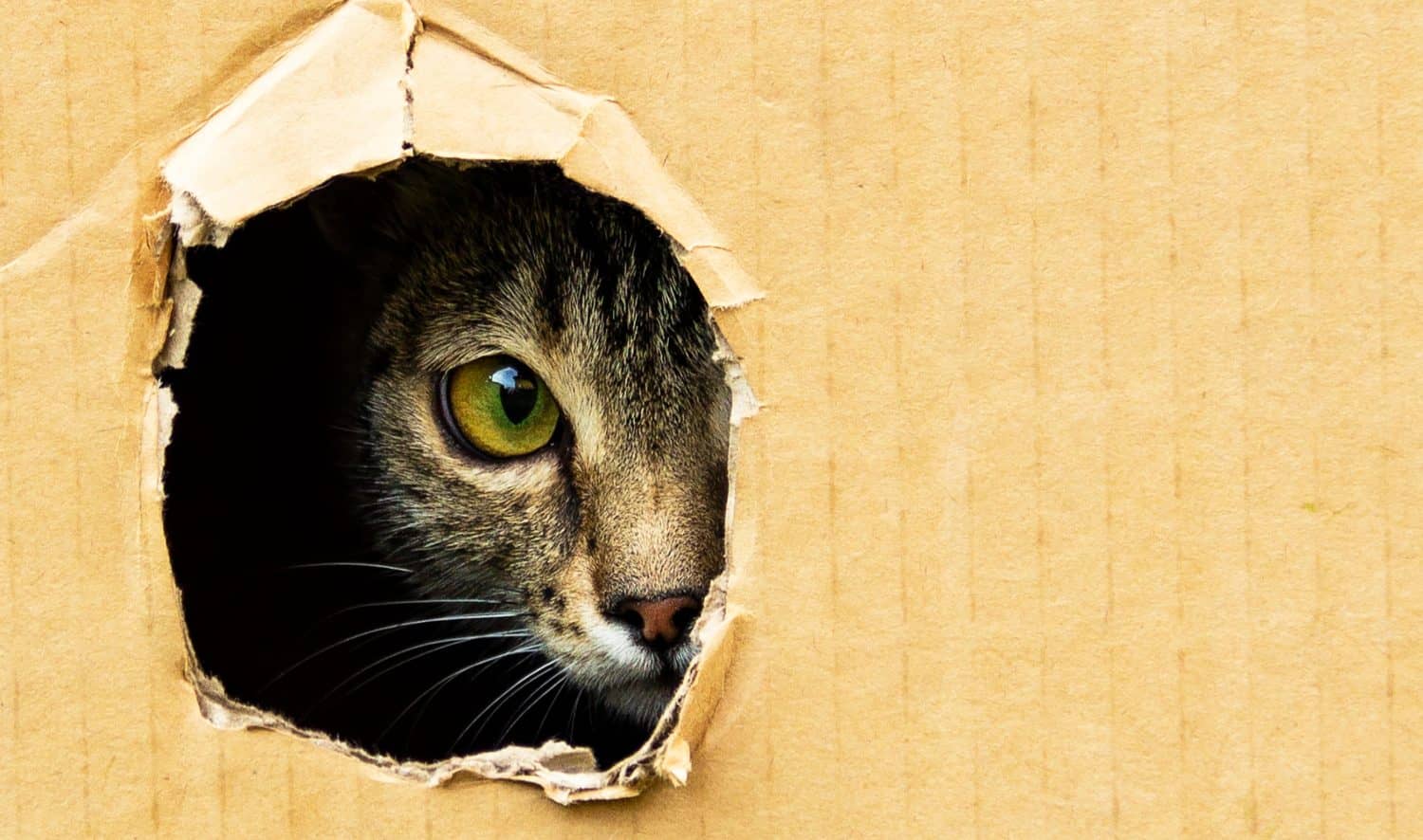 cat curiously looks out from a dark hole in a cardboard box