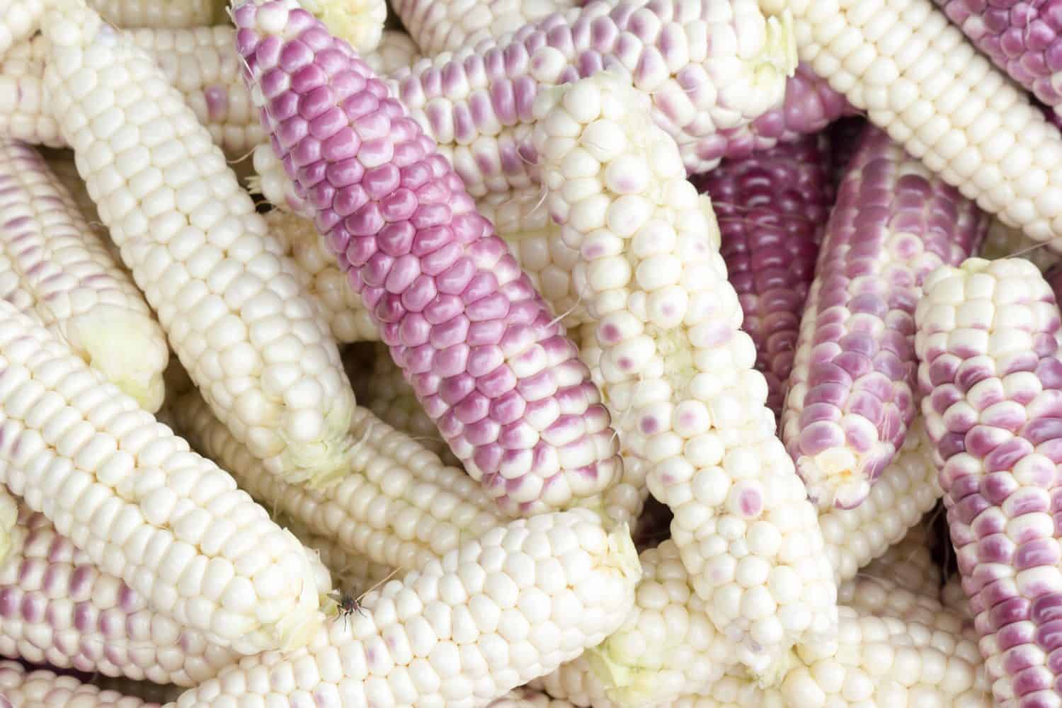 Lots of white and purple corn