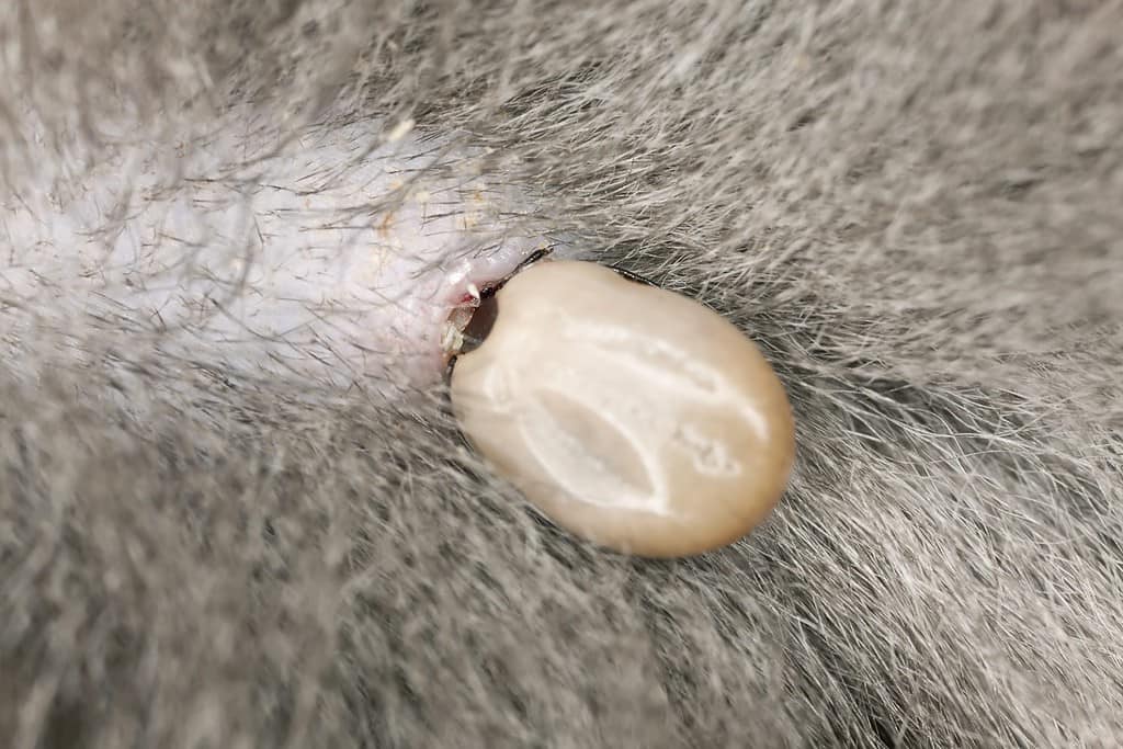 Tick feeding on cat, extreme close up with high magnification