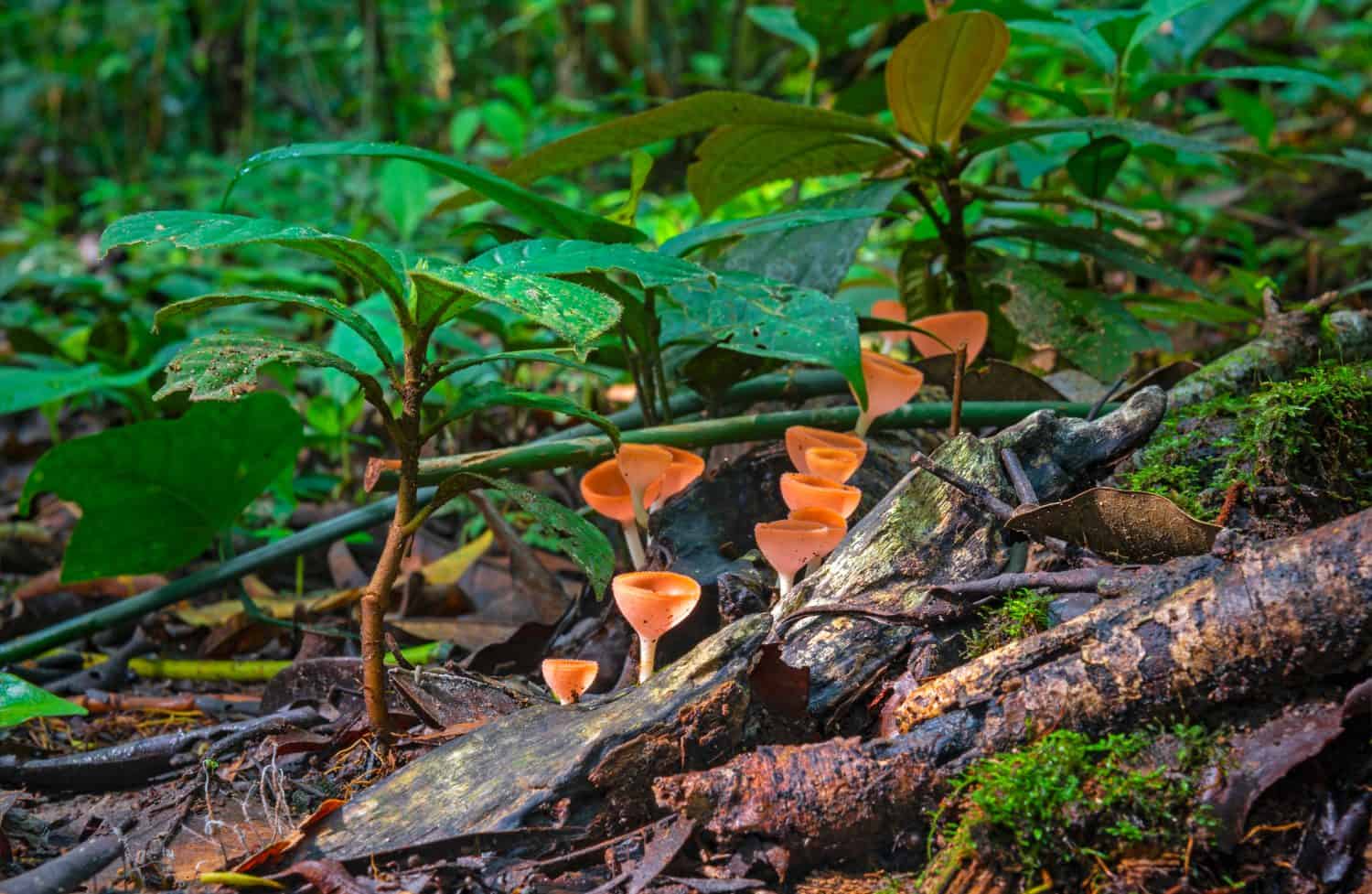 Long exposure photograph of the Amazon Rainforest floor with red neotropical cup fungus (Cookeina sulcipes) inside the Yasuni National Park by the Napo river, Ecuador.