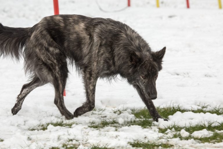 Portrait of a dutch shepherd dog walking in belgium