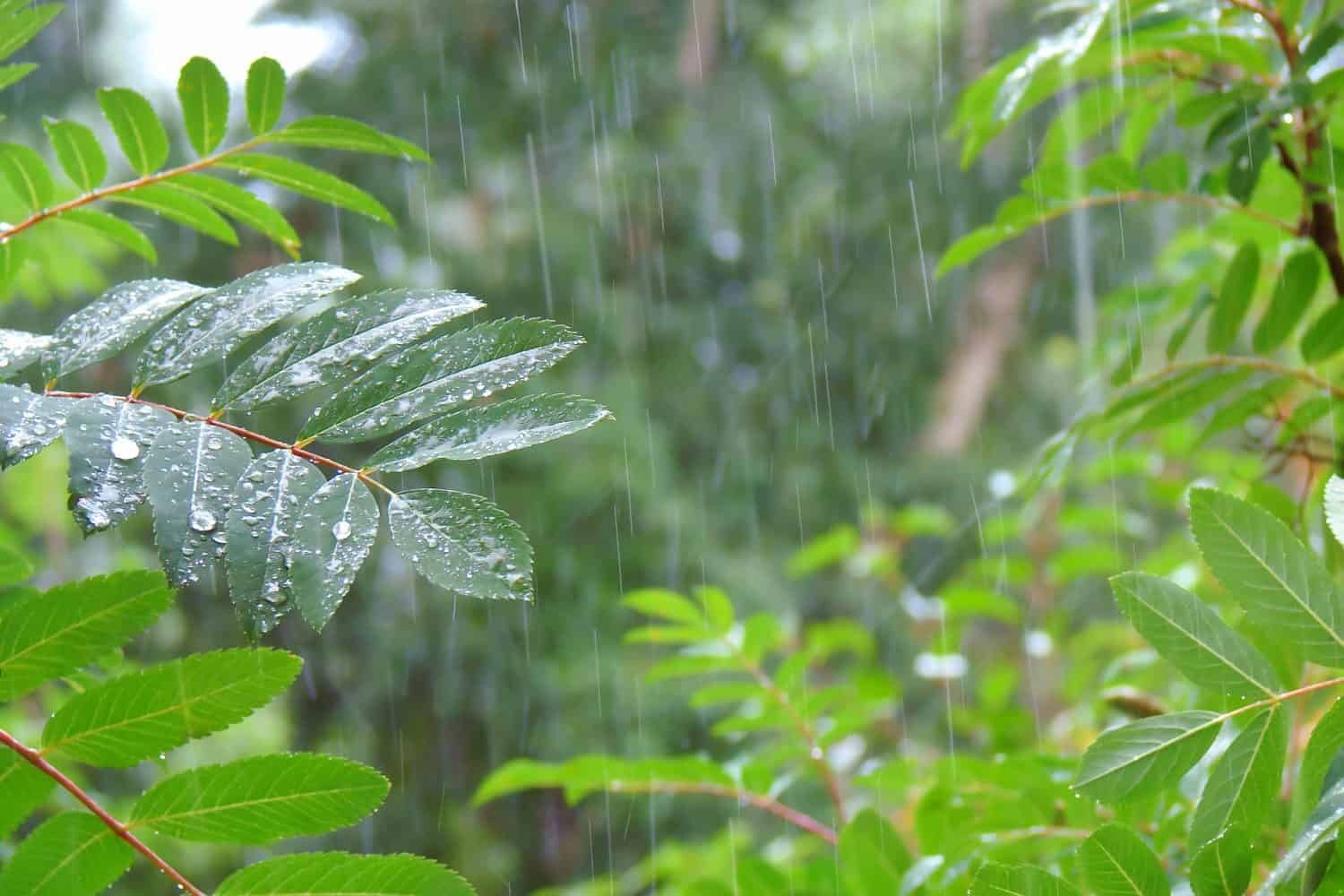 summer shower in the dense forest, close-up, water droplets fixed on green leaves, dotted lines of rain jets in the background