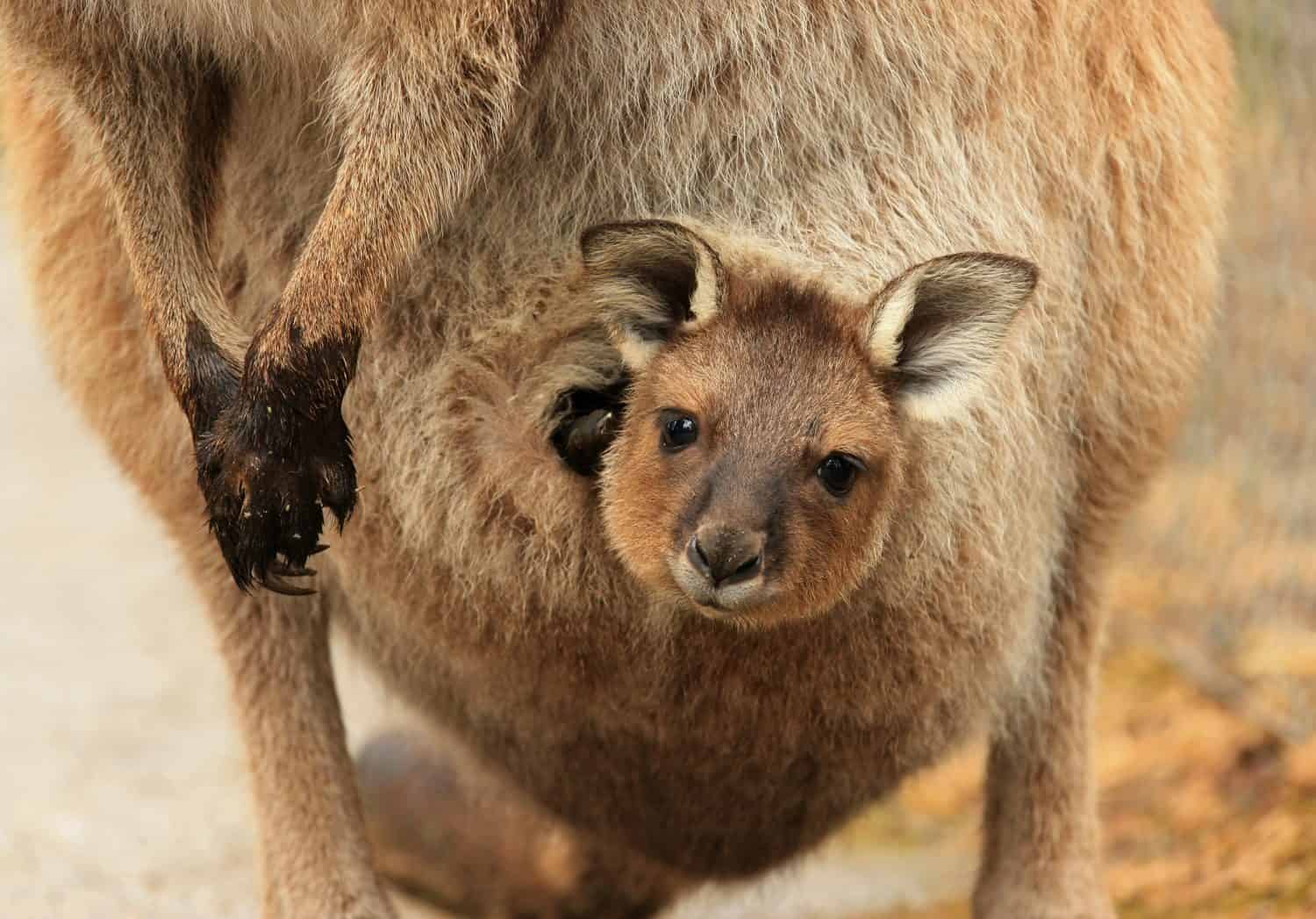 Baby kangaroo (joey) in its mother's pouch.
