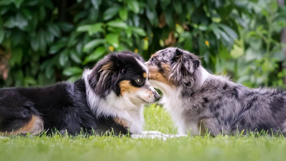 Mili and Nala the Miniature Australian Shepherds, telling secrets