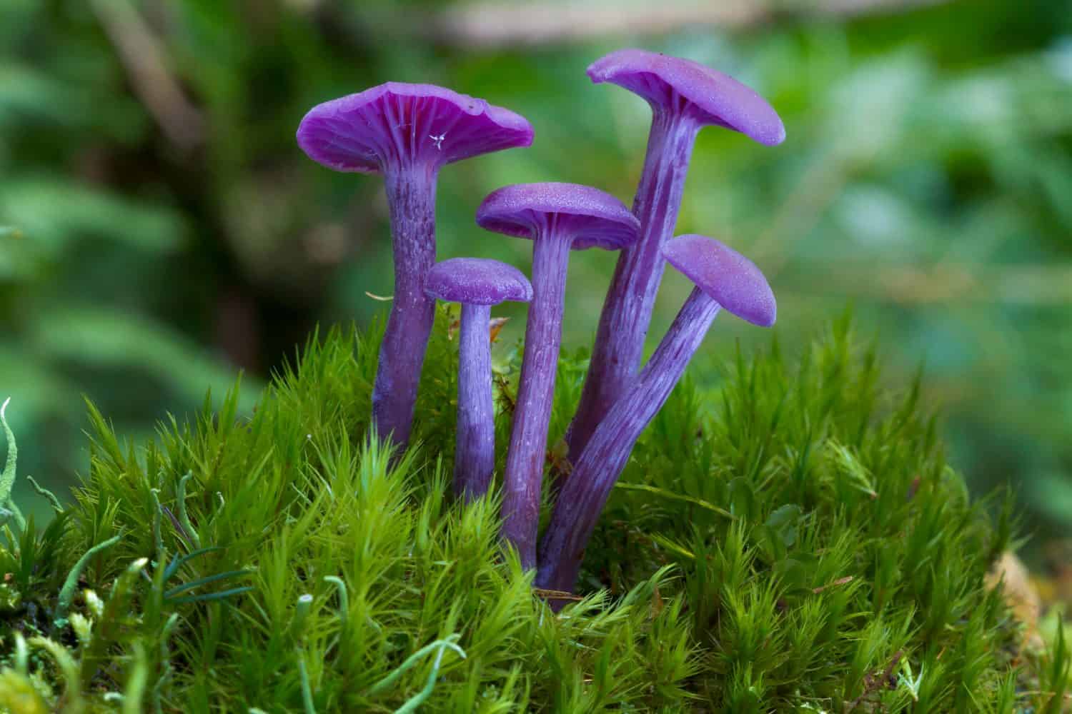Purple violet mushroom Amethyst deceiver (Laccaria amethystina)
