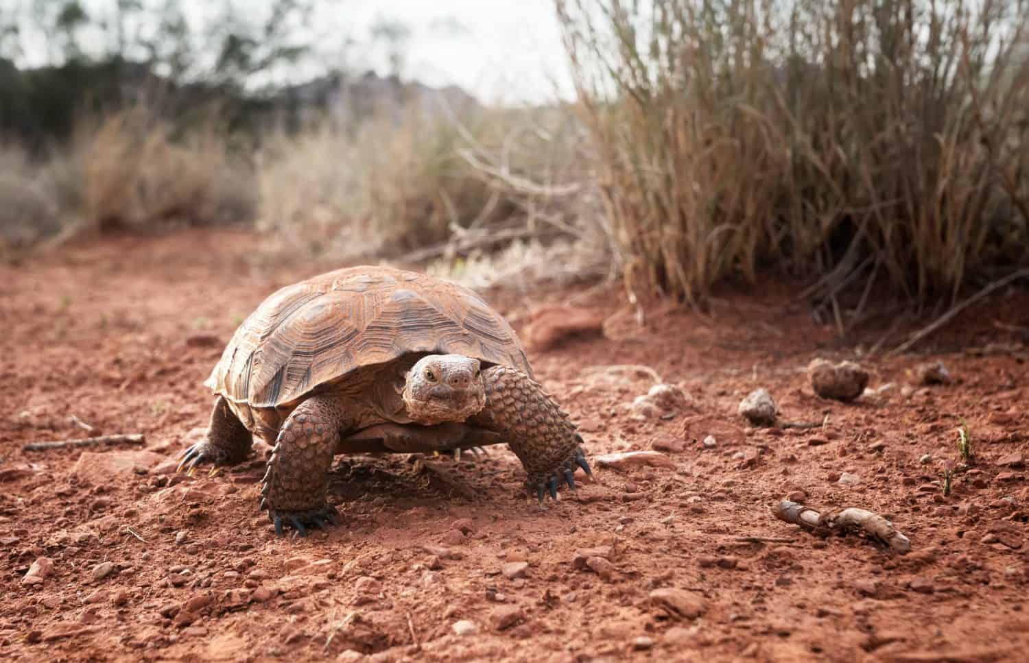 Sonoran Desert Tortoise (Gopherus morafkai) in Snow Canyon State Park, Utah, US. Threatened vulnerable species in Nature Red List.