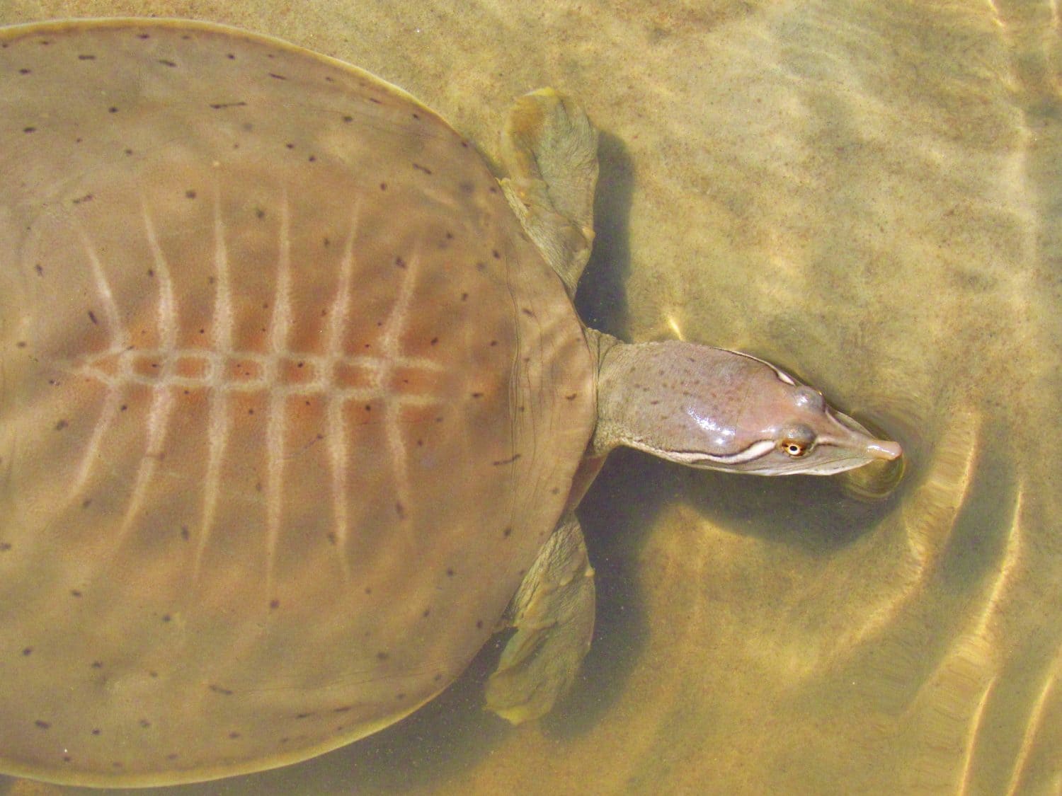 Male Smooth Softshell turtle (Apalone mutica) swimming under water close-up, Mississippi