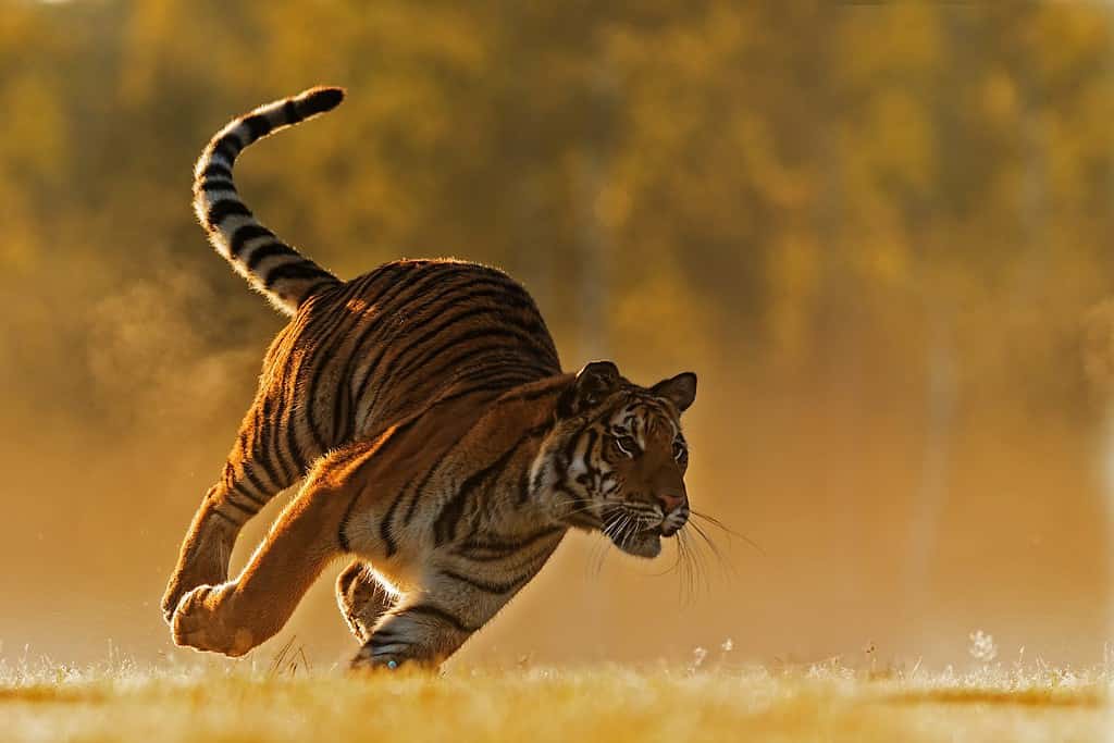 Siberian tiger (Panthera tigris tigris) shot in a very fast run