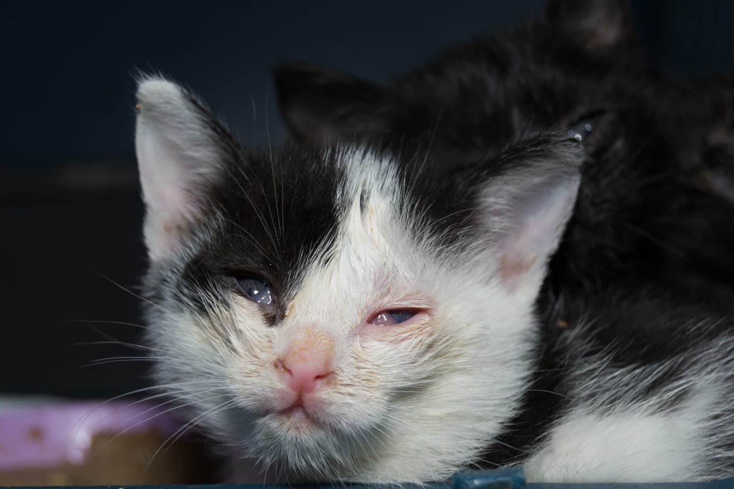 Kittens with conjunctivitis and corneal ulcer