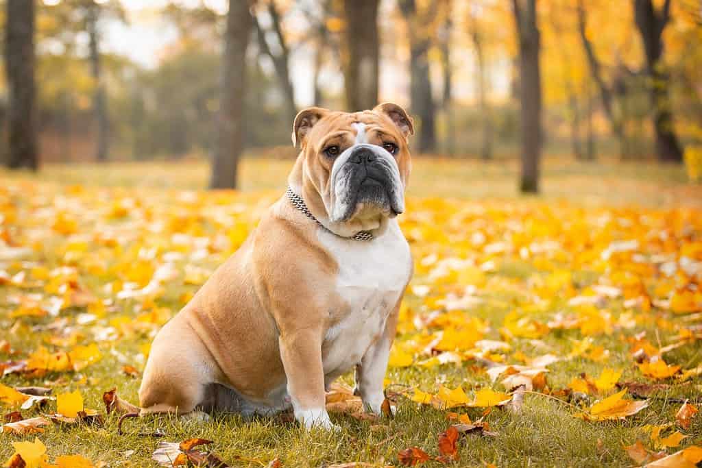 Adorable English bulldog poses in the autumn in the park
