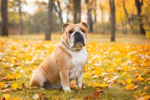 The Top 5 Reasons Bulldogs Are the Perfect Family Dog Picture