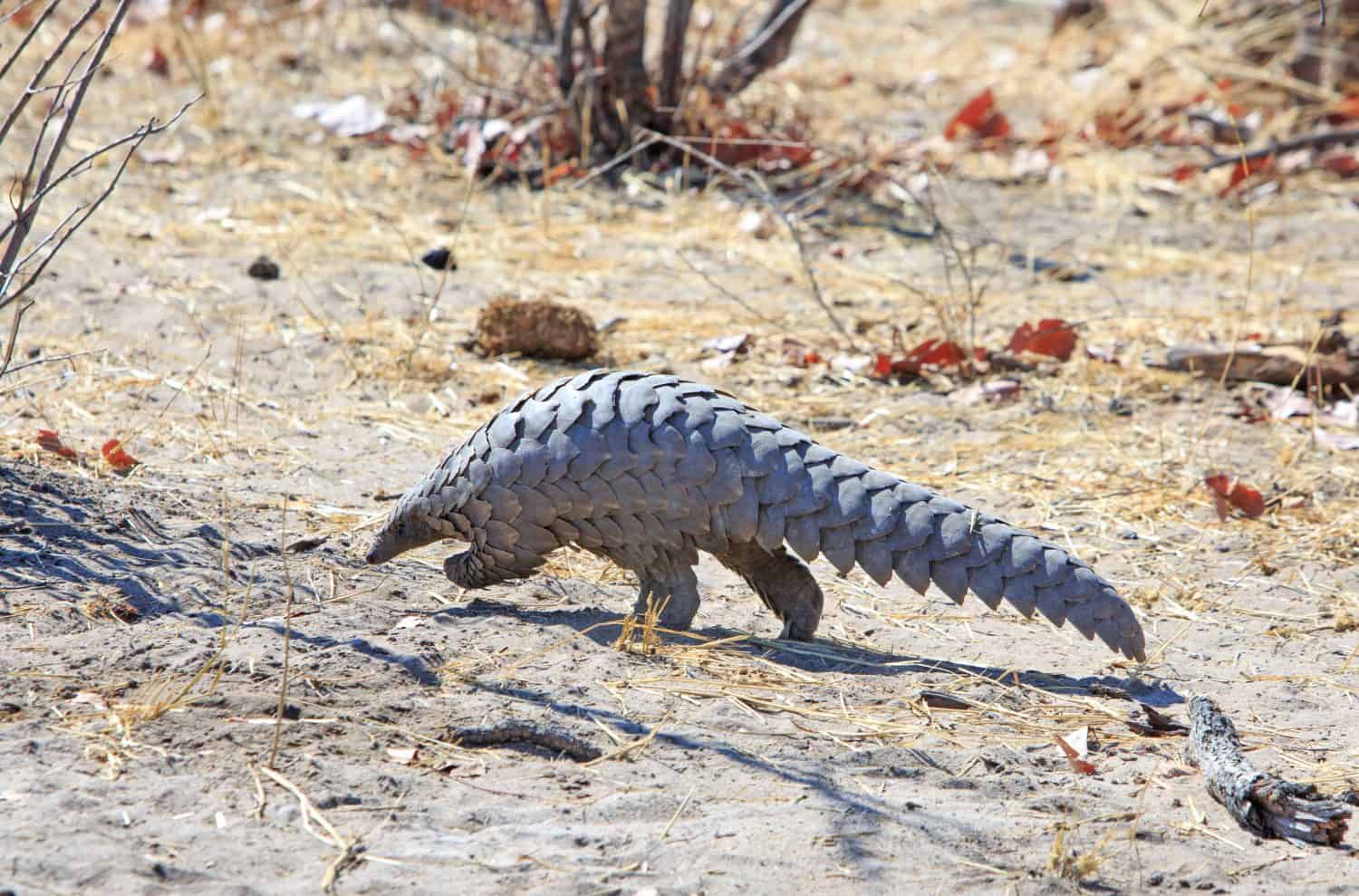 Rare sighting of a wild African pangolin walking through the bush.  They are UNESCO threatened Red list and are critically endangered due to poaching.  The scales are a delicacy in China