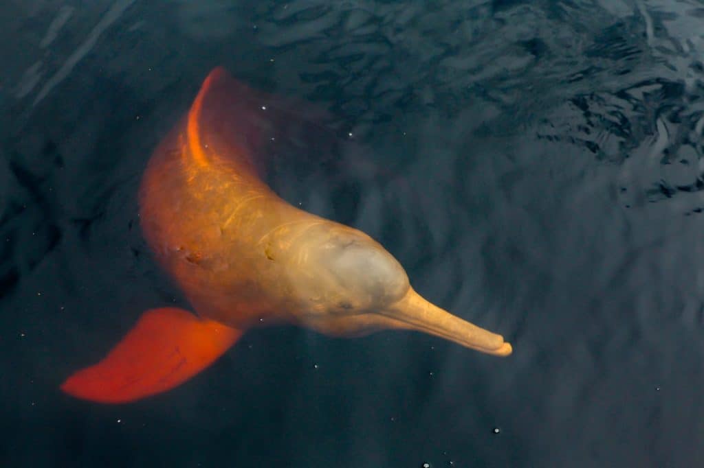 A rare pink dolphin "boto cor de rosa" swimming on the Negro River in the Brazilian Amazon.