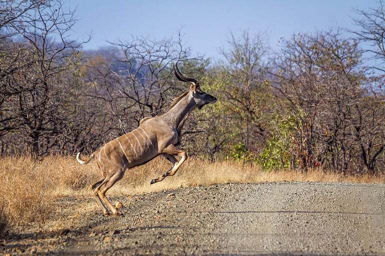 Greater kudu in Kruger National park, South Africa ; Specie Tragelaphus strepsiceros family of Bovidae