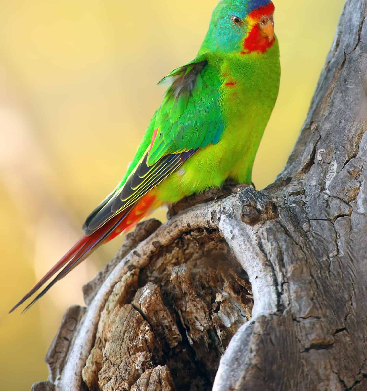 The swift parrot (Lathamus discolor) Sitting in the hollow trunk with a yellow background. Green parrot near the cavity.