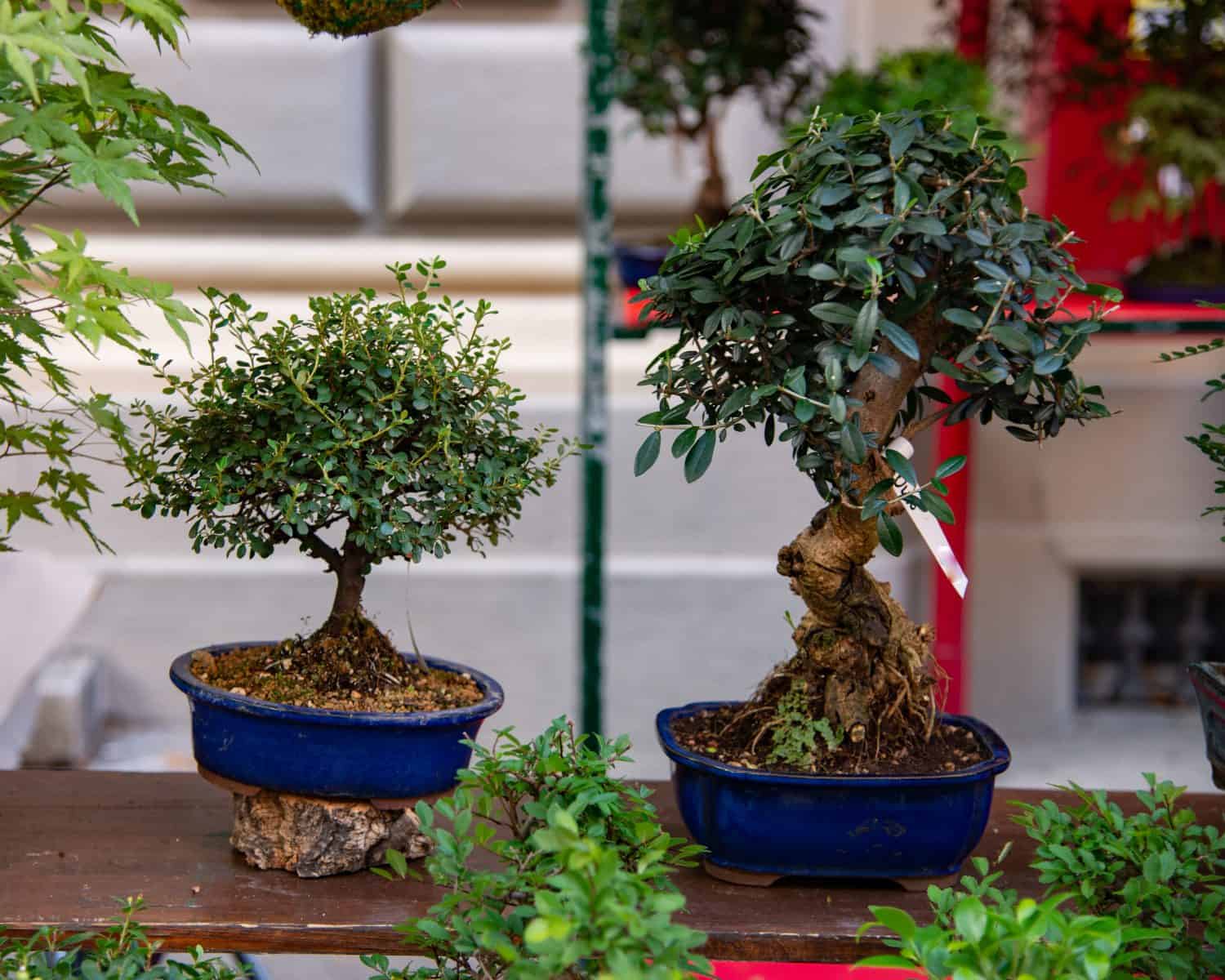 Bonsai are miniature trees, which are intentionally kept dwarfs, even for many years, through pruning and root reduction. Bonsai species Ulivo, Ilex Crenata, Maple