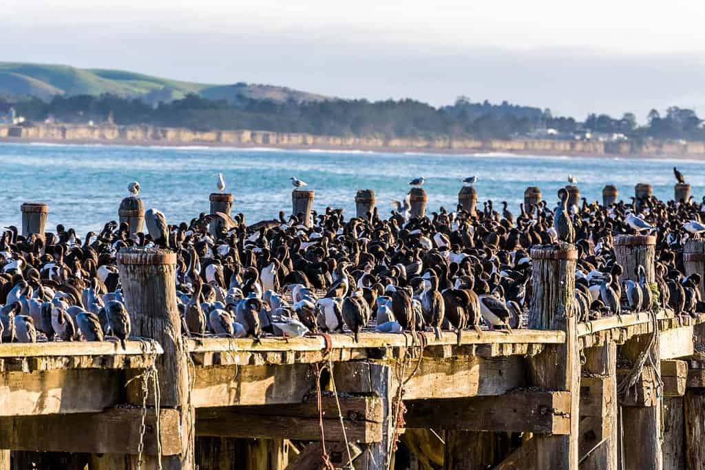 Large colony of Cormorants on a pier in Oamaru, Otago, South Island, New Zealand