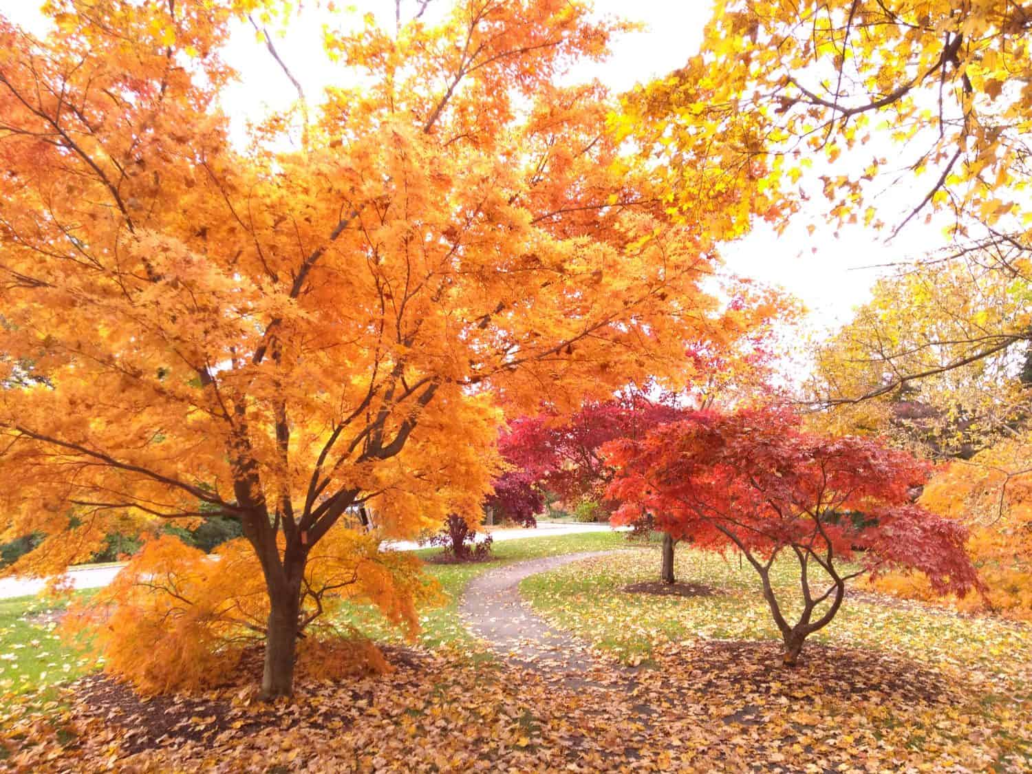 Autumn or Fall Foliage on Trees at Frelinghuysen Arboretum in New Jersey