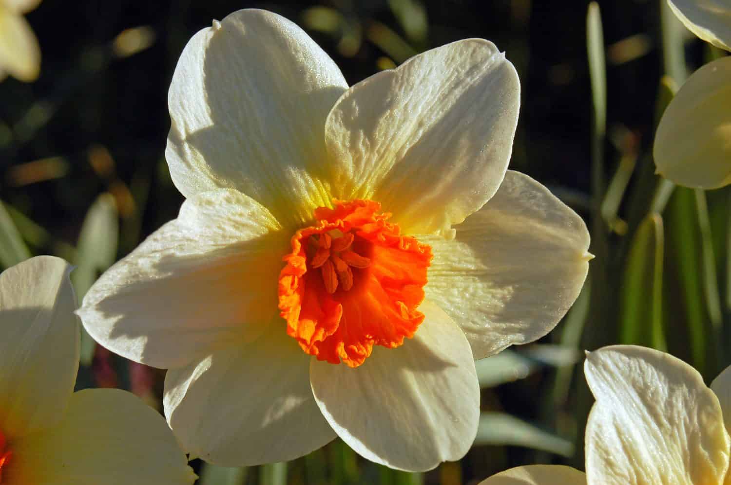 A daffodil blooms in a garden