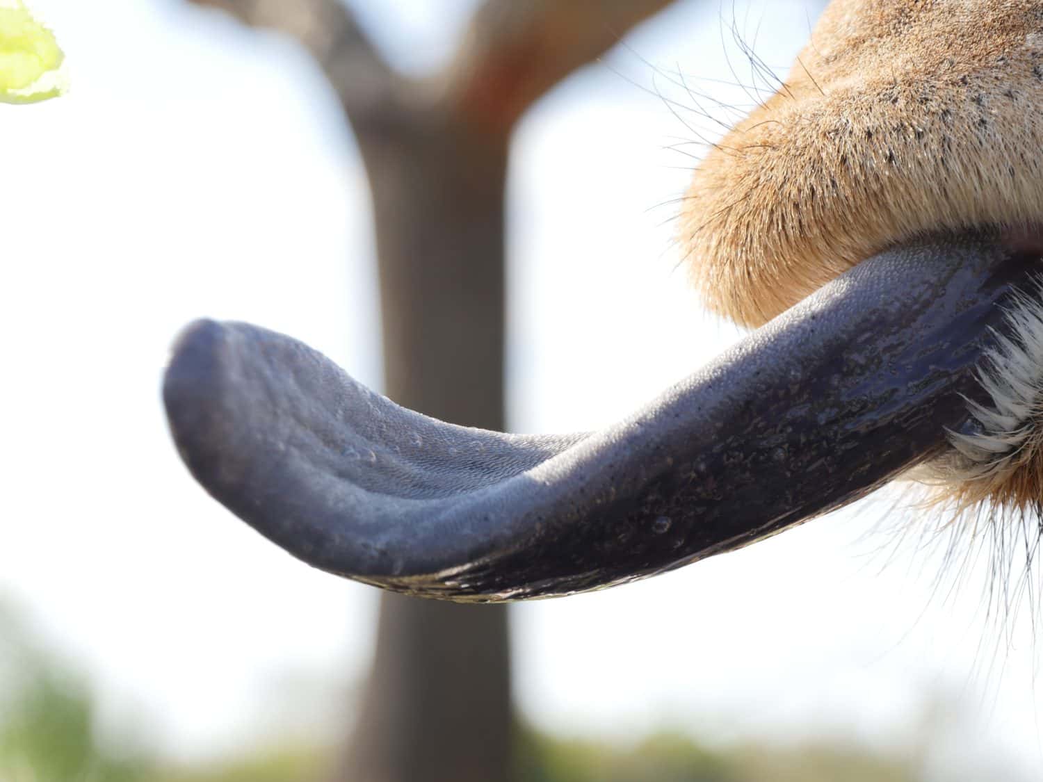 What Color Are Giraffe Tongues And How Do They Turn Shades A Z Animals