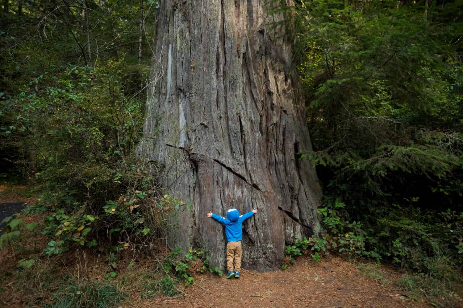 Young boy hugging a large tree along the Lady Bird Johnson Grove Trail in the California Redwoods National Park in coastal Northwest California.