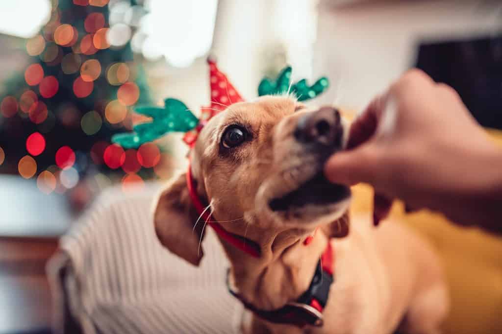Woman feeding small yellow dog wearing antlers on the sofa by the Christmas tree
