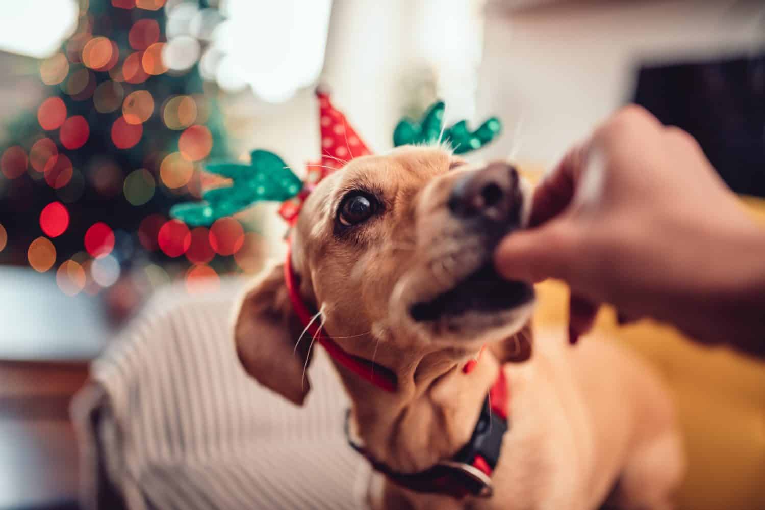 Woman feeding small yellow dog wearing antlers on the sofa by the Christmas tree