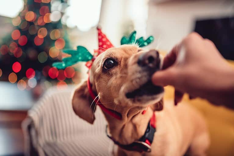 Woman feeding small yellow dog wearing antlers on the sofa by the Christmas tree