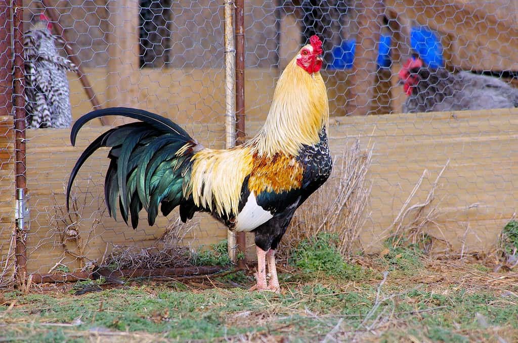 Majestic golden duckwing rooster cock special breed rare Cubalaya
