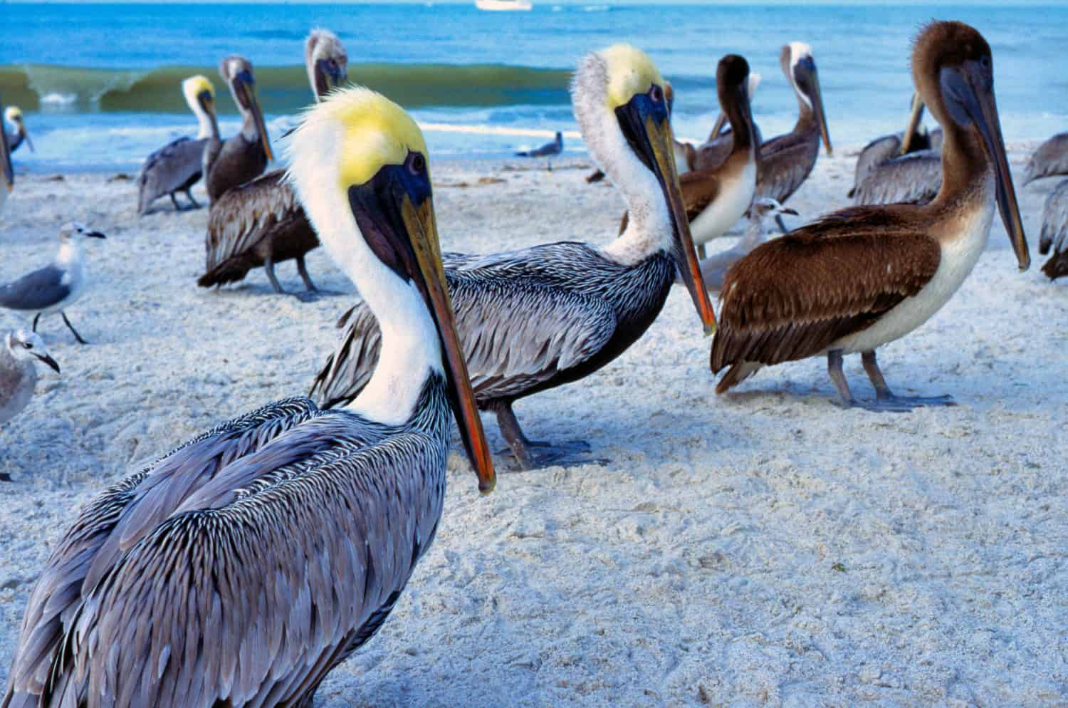 Brown Pelicans, Suncoast Seabird Sanctuary, Indian Shores, Florida, USA