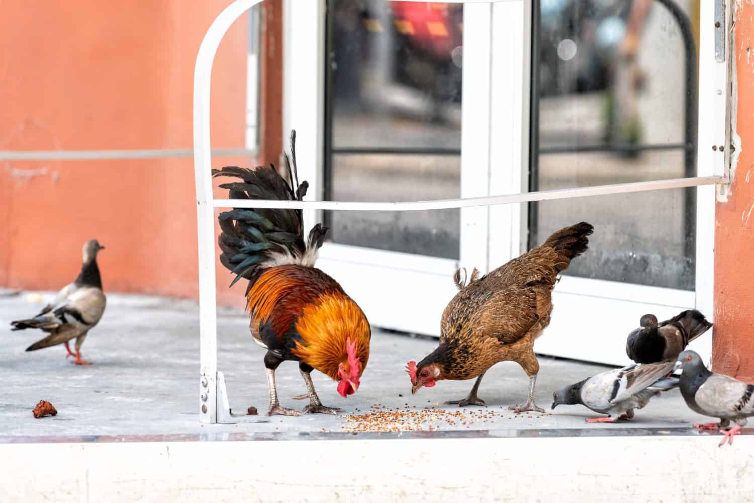 Wild rooster, hen and pigeons birds eating, pecking seeds on porch by doors building in Key West city, Florida