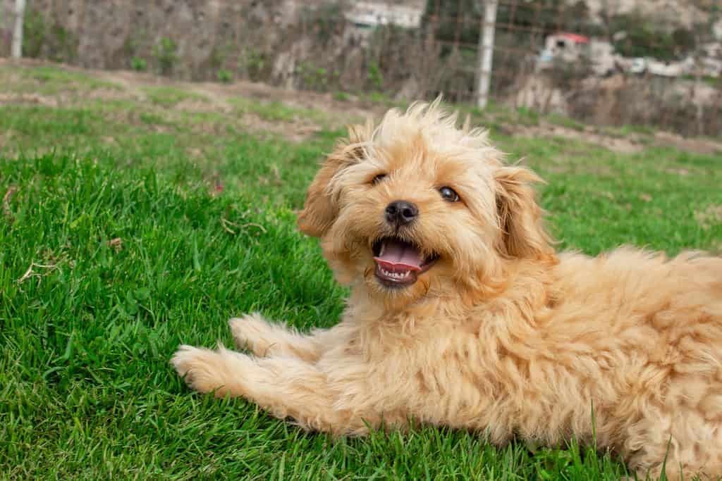 National Goldendoodle Day 2024 Date, Origin, and Ways to Celebrate A