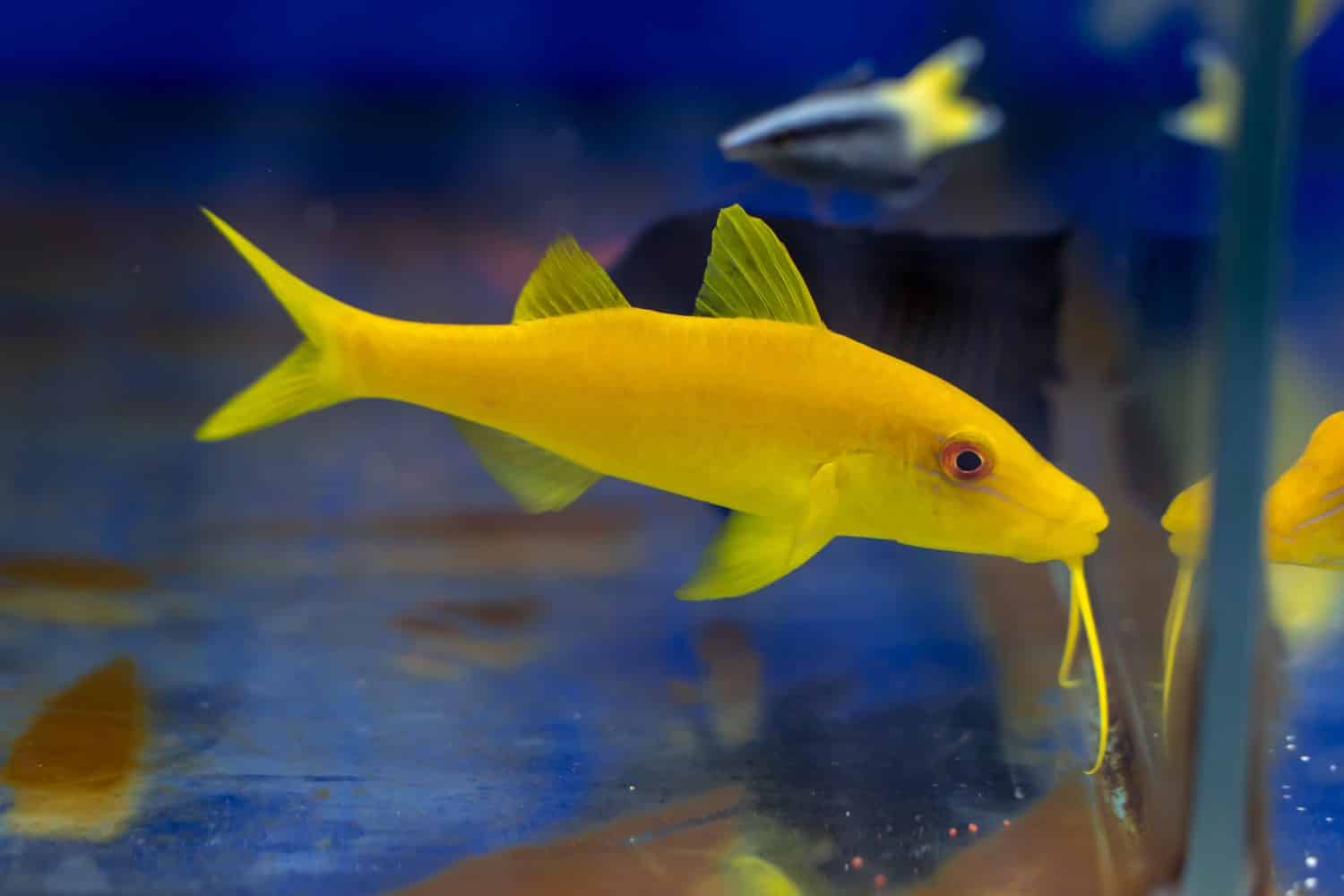 Yellow Goatfish (Parupeneus cyclostoma) swimming to something to eat