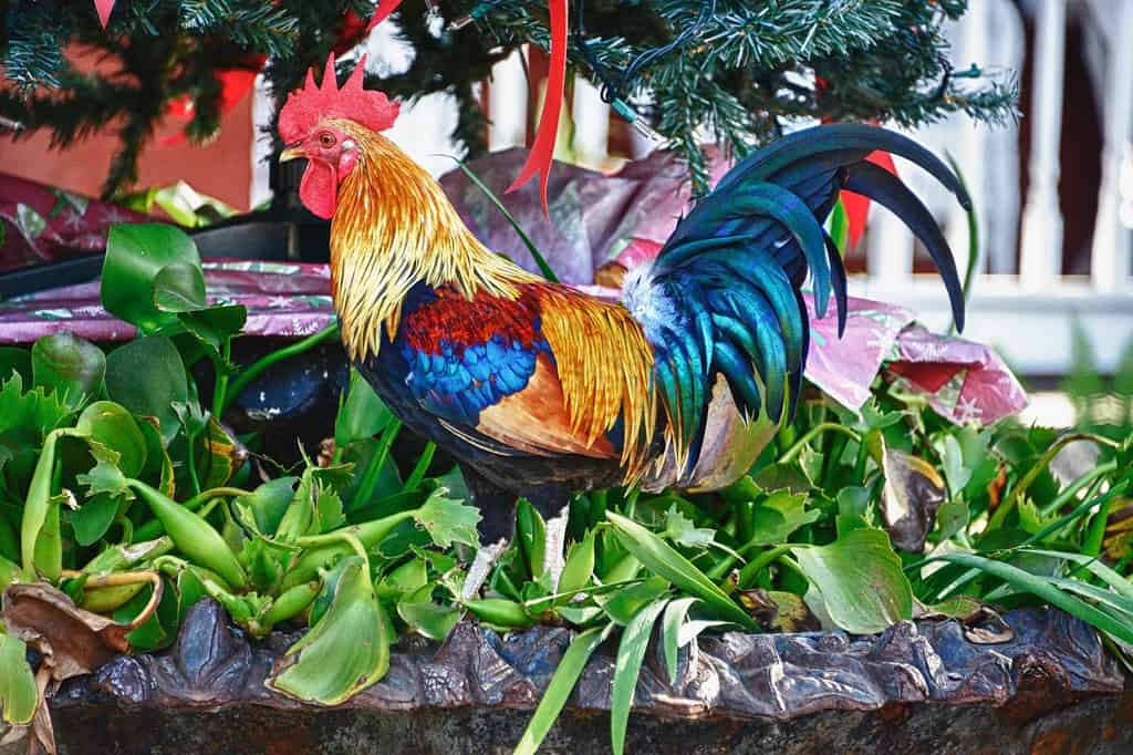 Key West Rooster