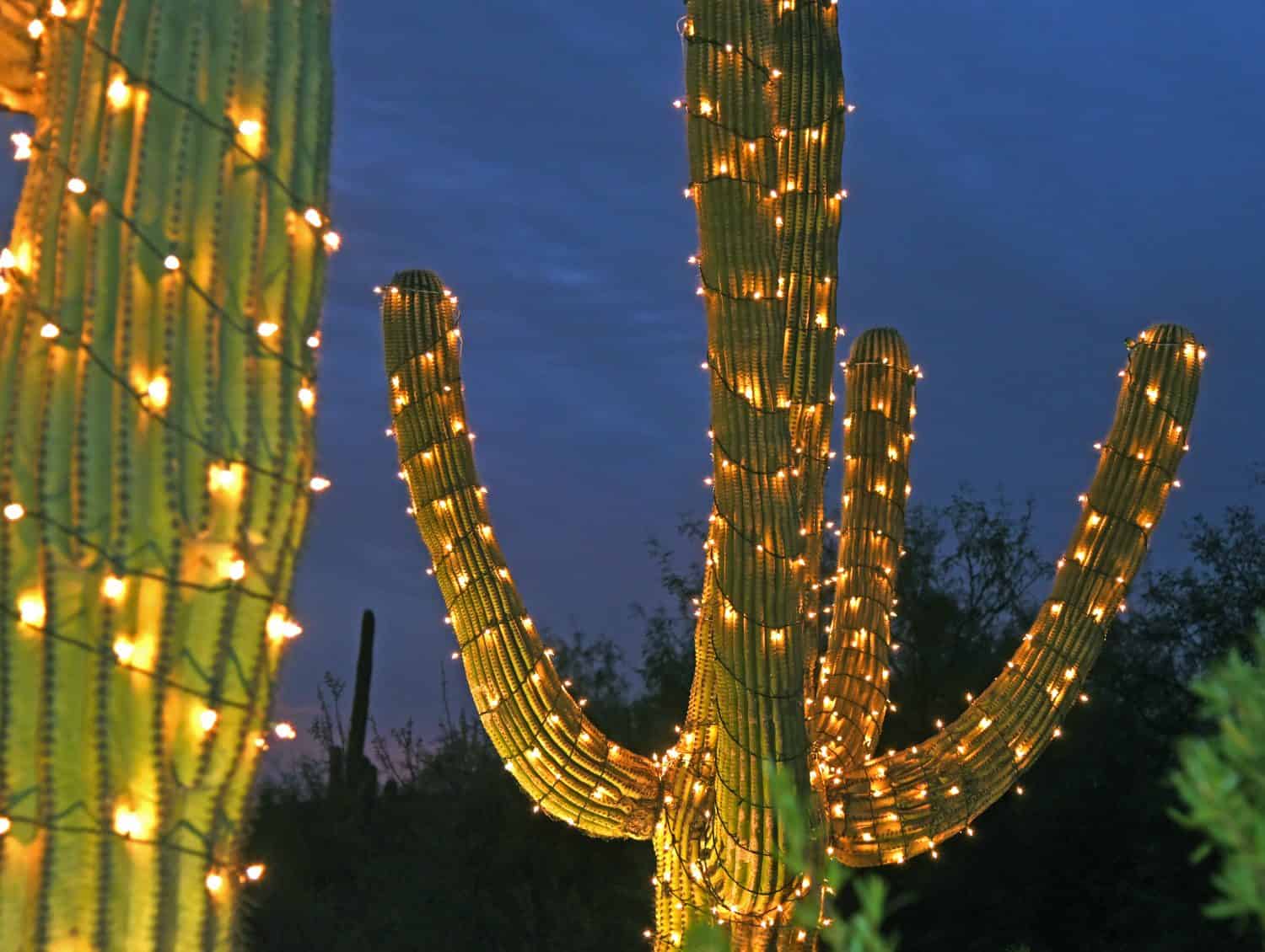 Saguaro cactus with christmas lights