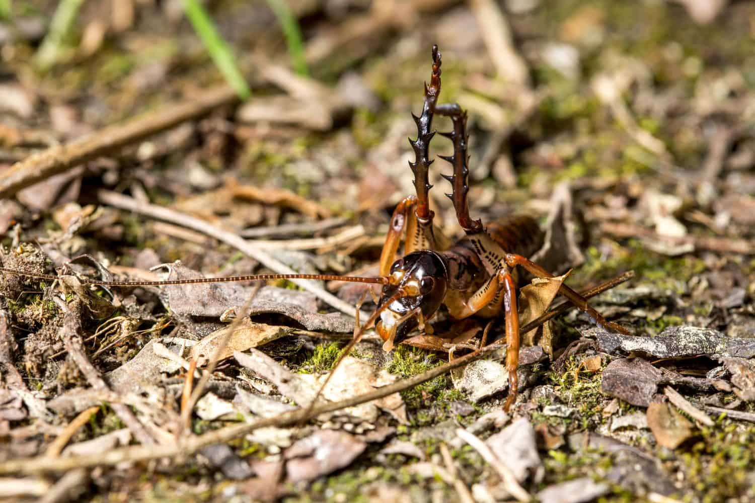 Auckland Tree Weta (Hemideina thoracica) in a defensive pose, photographed low down on a leaf littered floor, in Rotorua, New Zealand.