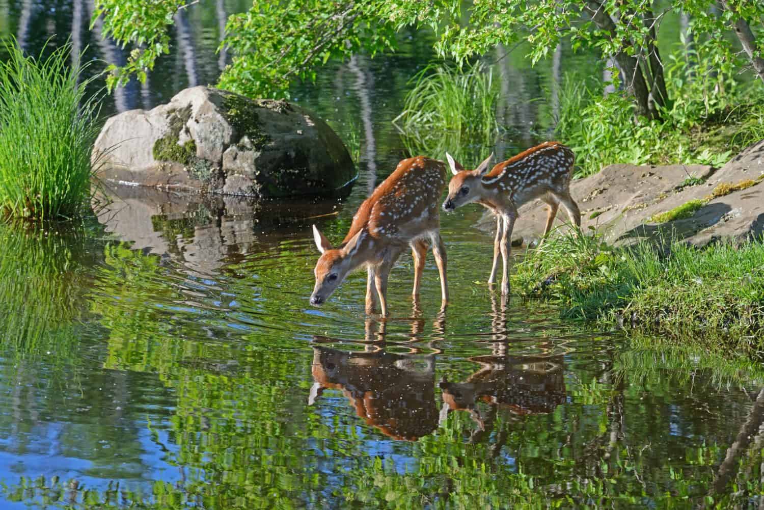 Little White Tailed Deer Fawns drink from a clear lake.