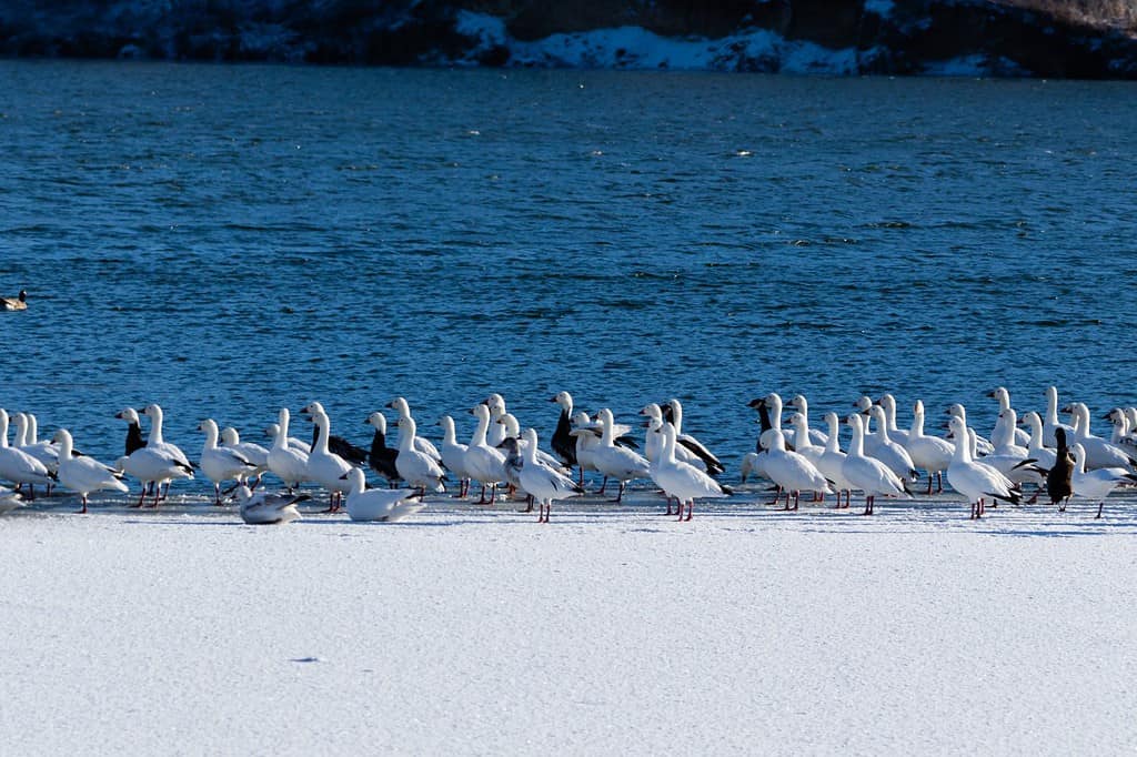 A flock of Snow Geese sit on the frozen part of Lake Scott and rest before coninuing their migration, located in Scott City, Kansas 2019