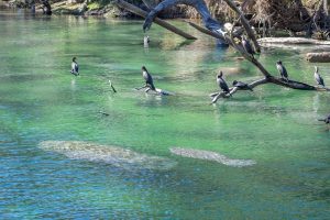 Blue Springs State Park: Best Time to Visit and Swimming Tips Picture