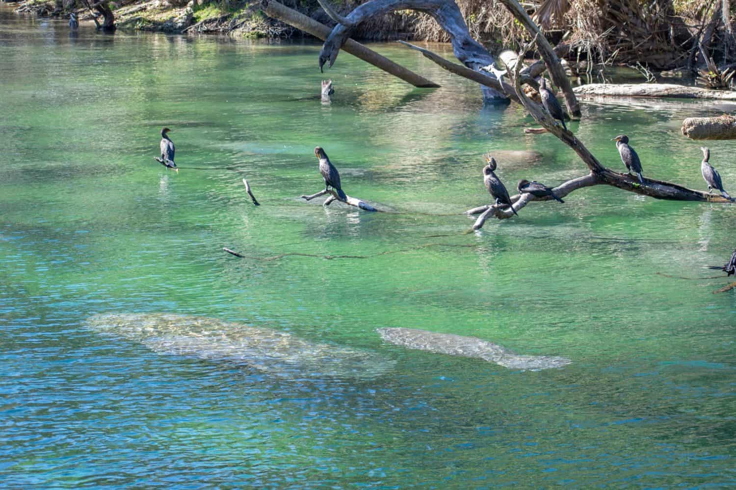 Manatees Swimming Together in Blue Springs State Park Florida