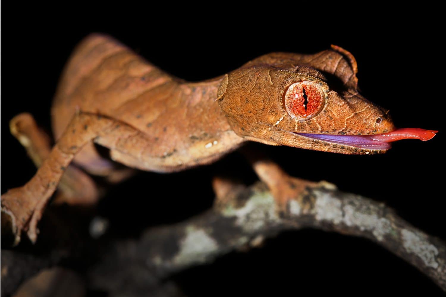 Satanic Leaf-tailed Gecko (Uroplatus phantasticus) sticking out tongue in Ranomafana rain forest in Madagascar. Red eyes and horns above eyes earn this supremely camouflaged lizard its devilish name.