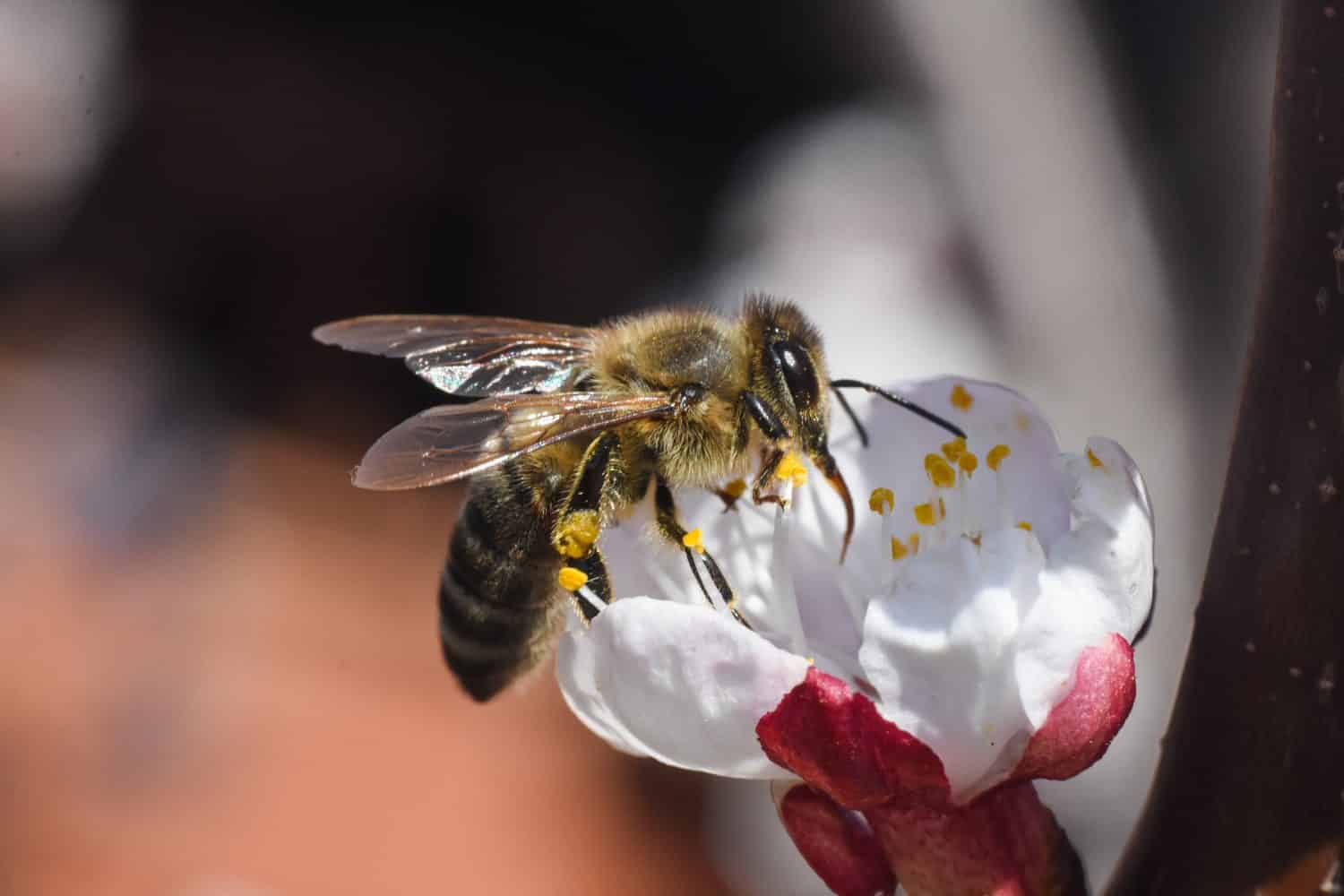 European honey bee( Apis mellifera) on apricot tree flower. Close up of honey bee on flower
